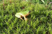 : Hyla squirella; Squirrel Treefrog