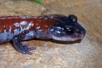 : Plethodon yonahlossee; Yonahlossee Salamander