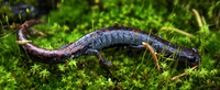 : Pseudoeurycea altamontana; Tlaconete de Morelos