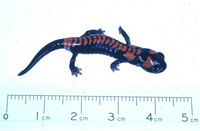 : Pseudoeurycea boneti