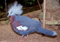 : Goura scheepmakeri; Scheepmaker's Crowned Pigeon