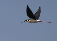 : Himantopus mexicanus; Black-necked Stilt