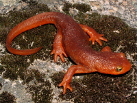 : Taricha sierrae; Sierra Newt