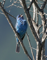 : Passerina cyanea; Indigo Bunting