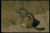 : Ammospermophilus leucurus; White-tailed Antelope Squirrel