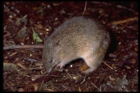 : Isoodon obesulus; Short-nosed Bandicoot