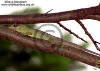 : Anolis richardii; Richard's Anole