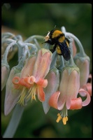 : Bombus sonorus
