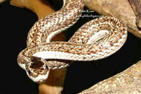 : Philodryas trilineata
