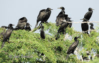 Photo of kormorán indomalajský Phalacrocorax fuscicollis Indian Cormorant