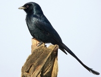 Black Drongo - Dicrurus macrocercus - Corvidae - Drongos, Crows, Magpies - Birds of India