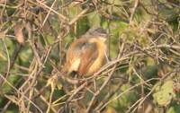 Ashy Prinia (Prinia socialis): 2004. december 28. Bharatpur, Keoladeo Ghana National Park