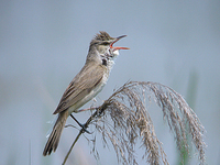 개개비 Acrocephalus arundinaceus | great leed warbler