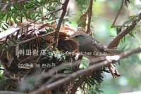 휘파람새Bush Warbler