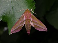 Dueurtsværmer (Deilephila elpenor)