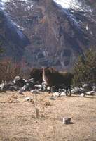 타르 -히말라야타르양 Himalayan Tahr (Hemitragus jemlahicus)