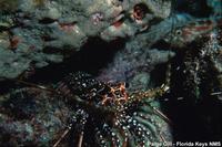Panulirus guttatus - Spotted spiny lobster