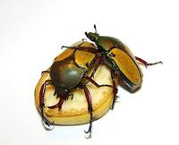 Eudicella smithi