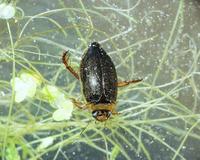 Rhantus exsoletus