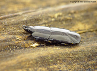 Hololepta plana