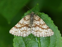 Ematurga atomaria - Common Heath