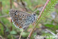 Polyommatus bellargus - Adonis Blue