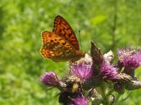 Argynnis adippe - High Brown Fritillary