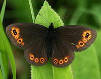 Erebia medusa - Woodland Ringlet