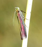 Oncocera semirubella