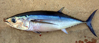 Thunnus alalunga, Albacore: fisheries, gamefish