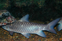 Tor douronensis, River carp: fisheries, aquaculture
