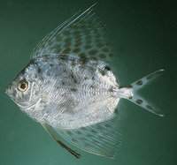Metavelifer multiradiatus, Spinyfin velifer: