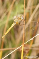 Sympetrum fonscolombii - Red-veined Darter