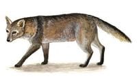 Image of: Cerdocyon thous (crab-eating fox)