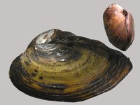 Anodonta cygnea - swan mussel