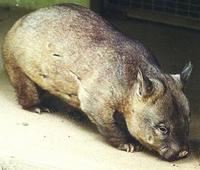 Image of: Lasiorhinus latifrons (southern hairy-nosed wombat)