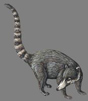 Image of: Nasua narica (white-nosed coati)