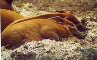 Image of: Potamochoerus porcus (red river hog)