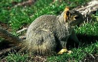 Image of: Sciurus niger (eastern fox squirrel)