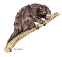 Image of: Sphiggurus insidiosus (Bahia hairy dwarf porcupine)