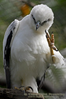 Spizastur melanoleucus - Black-and-White Hawk-Eagle