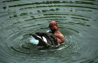 Aythya nyroca - Ferruginous Duck