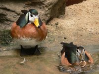 Nettapus auritus - African Pygmy-goose