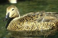 Somateria spectabilis - King Eider