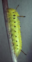 Image of: Apatelodes torrefacta