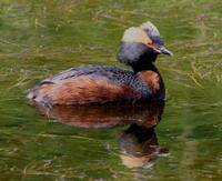 Podiceps auritus - Slavonian Grebe