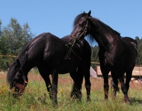 Equus ferus caballus - Domestic Horse