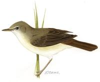 Image of: Acrocephalus palustris (marsh warbler)