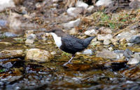 Image of: Cinclus cinclus (white-throated dipper)