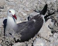 Image of: Larus heermanni (Heermann's gull)